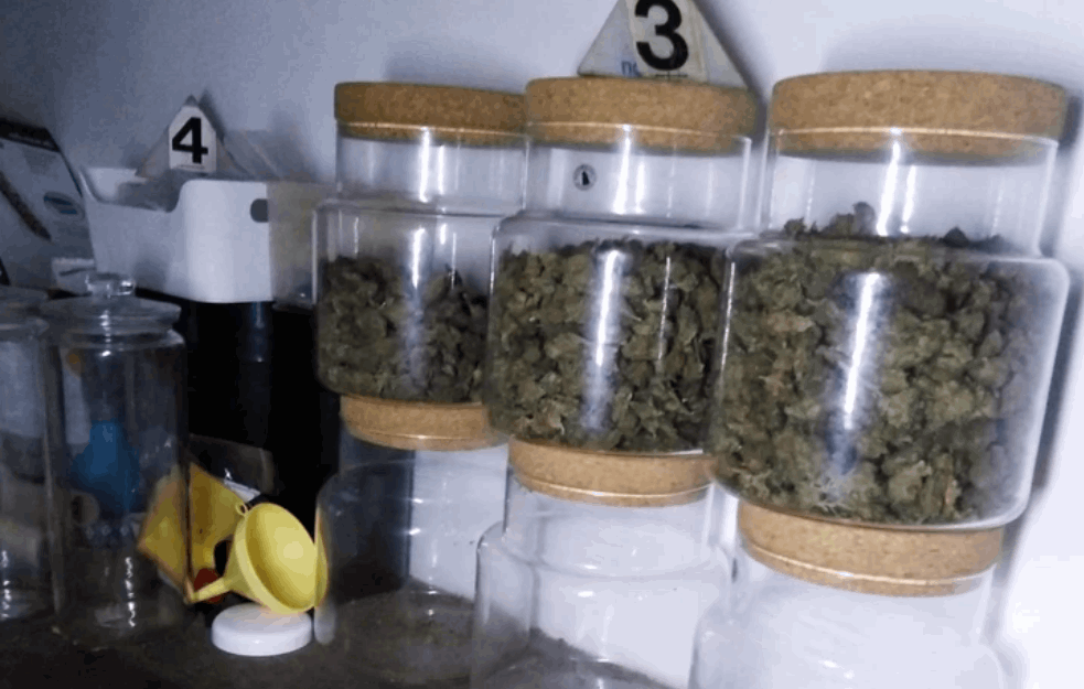 Beograđanin imao LABORATORIJU za <span style='color:red;'><b>uzgoj marihuane</b></span>, policija mu ZAPLENILA 2 KILOGRAMA DROGE i pištolj

